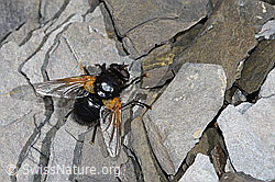 Rinderfliege (Mesembrina meridiana) (F194862)