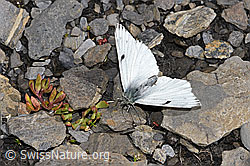 Photo: Pontia callidice