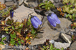 F194867: Niedliche Glockenblume (Campanula cochleariifolia)