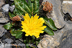 Berg-Milchkraut (Leontodon montanus) (F194872)