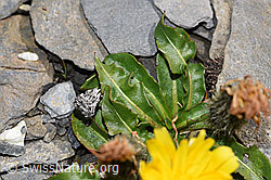 Berg-Milchkraut (Leontodon montanus) (F194874)