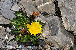 Berg-Milchkraut (Leontodon montanus) (F194875)