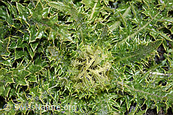 Cirsium spinosissimum (09.2021, F194881)