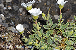 F194886: Breitblättriges Hornkraut (Cerastium latifolium)