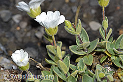 F194889: Breitblättriges Hornkraut (Cerastium latifolium)