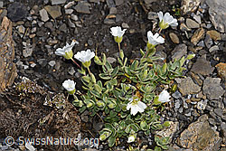 F194890: Breitblättriges Hornkraut (Cerastium latifolium)