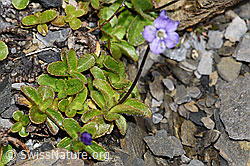 F194892: Blattloser Ehrenpreis (Veronica aphylla)