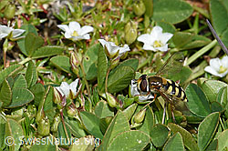 Mondfleck-Feldschwebfliege (Eupeodes luniger) an Frühlings-Miere (Minuartia verna) (F194901)