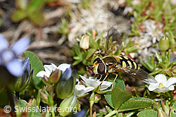 Mondfleck-Feldschwebfliege (Eupeodes luniger)