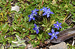 Photo: Gentiana nivalis