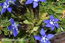 Photo: Gentiana nivalis
