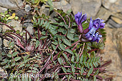 F195220: Berg-Spitzkiel (Oxytropis jacquinii)