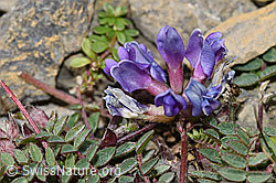 F195221: Berg-Spitzkiel (Oxytropis jacquinii)