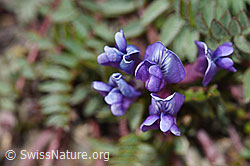F195222: Berg-Spitzkiel (Oxytropis jacquinii)