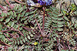 F195224: Berg-Spitzkiel (Oxytropis jacquinii)