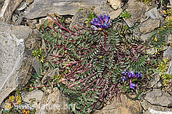 F195225: Berg-Spitzkiel (Oxytropis jacquinii)