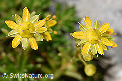 Saxifraga aizoides (F195226)