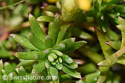 Saxifraga aizoides (F195228)