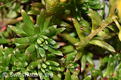 Saxifraga aizoides (F195230)