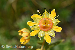 Bewimperter Steinbrech (Saxifraga aizoides) (09.2021, F195232)