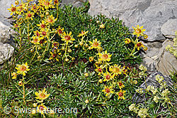 Bewimperter Steinbrech (Saxifraga aizoides) (09.2021, F195233)