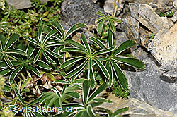 Glänzender Silbermantel (Alchemilla nitida) (F195237)