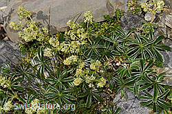 Glänzender Silbermantel (Alchemilla nitida) (09.2021, F195240)