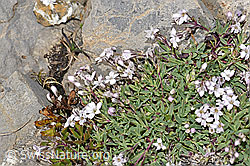 F195254: Kriechendes Gipskraut (Gypsophila repens)