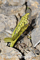 F195257: Echte Mondraute (Botrychium lunaria)