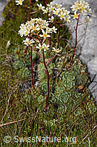 Trauben-Steinbrech (Saxifraga paniculata) (F195266)