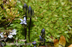 Zarter Enzian (Gentiana tenella) (09.2021, F195276)