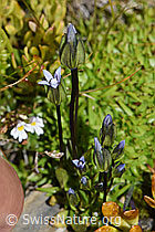 Zarter Enzian (Gentiana tenella) (09.2021, F195277)