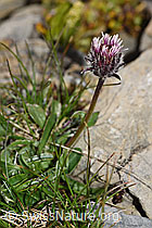 Einköpfiges Berufkraut (Erigeron uniflorus) (F195291)