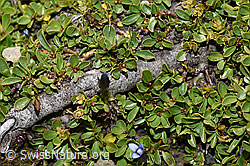 Stumpfblättrige Weide (Salix retusa) (09.2021, F195296)