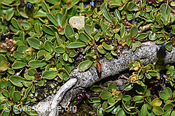 F195298: Stumpfblättrige Weide (Salix retusa)