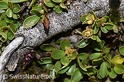 Stumpfblättrige Weide (Salix retusa) (09.2021, F195299)