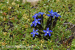 F195301: Schnee-Enzian (Gentiana nivalis)