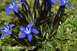 F195303: Schnee-Enzian (Gentiana nivalis)