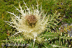 Alpen-Kratzdistel (Cirsium spinosissimum) (F195306)