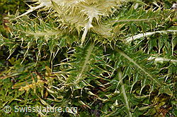 Alpen-Kratzdistel (Cirsium spinosissimum) (F195308)