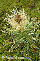 Alpen-Kratzdistel (Cirsium spinosissimum) (F195310)