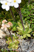 Bewimperter Mannsschild (Androsace chamaejasme) (F195313)