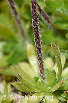 Bewimperter Mannsschild (Androsace chamaejasme) (F195314)