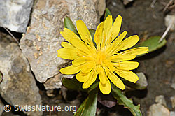 F195323: Berg-Milchkraut (Leontodon montanus)