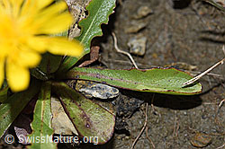 F195325: Berg-Milchkraut (Leontodon montanus)