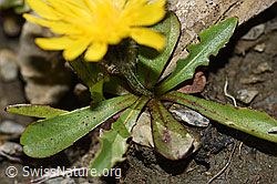 F195326: Berg-Milchkraut (Leontodon montanus)