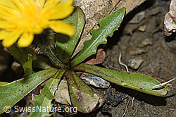F195327: Berg-Milchkraut (Leontodon montanus)