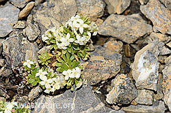 F195329: Schweizer Labkraut (Galium megalospermum)