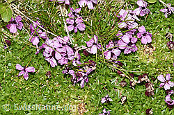 F195333: Kalk-Polsternelke (Silene acaulis)