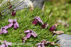 F195334: Kalk-Polsternelke (Silene acaulis)